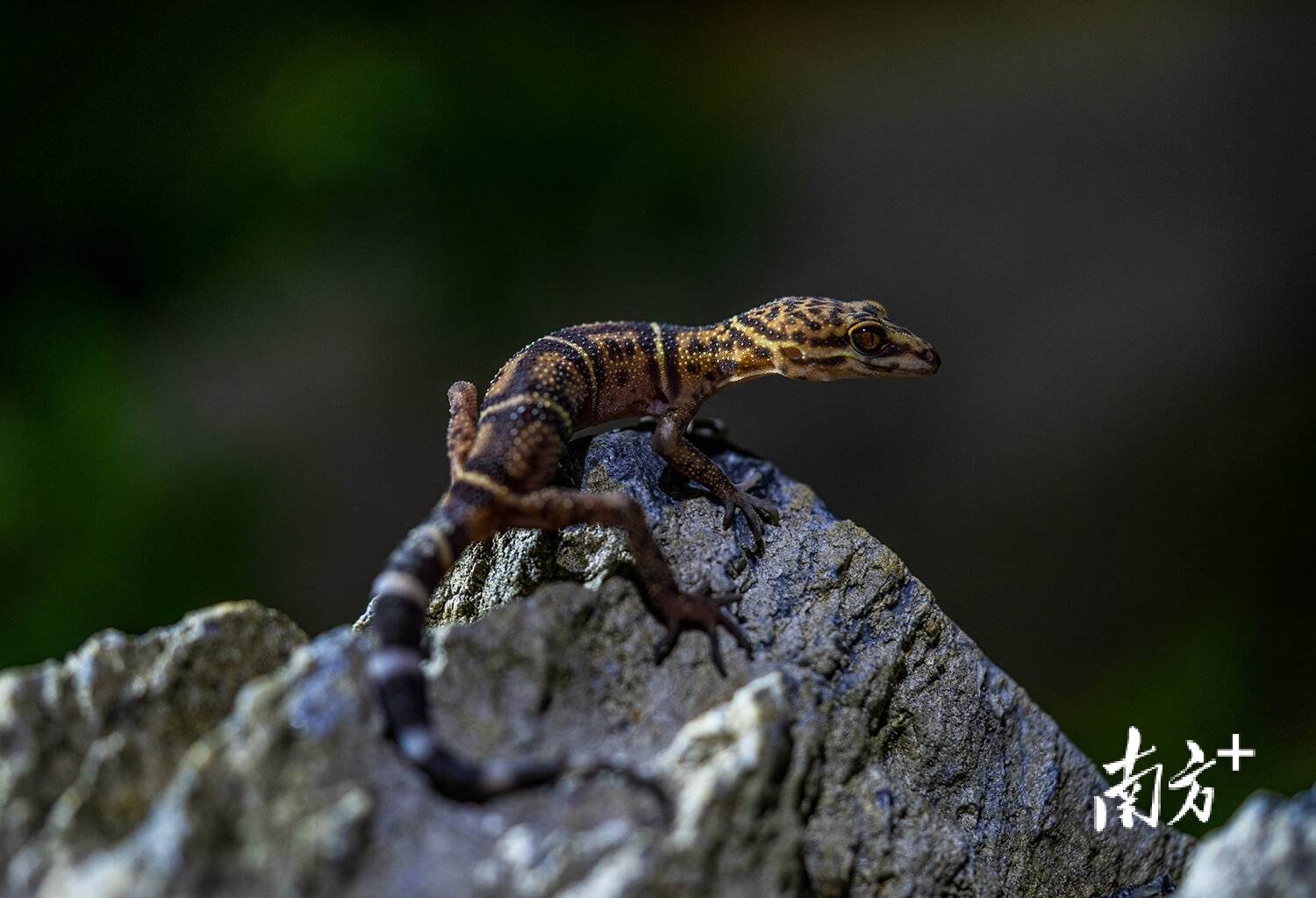 ｜南方日报、南方+2025年度照片不朽情缘试玩网站光影为纪心映万象(图19)