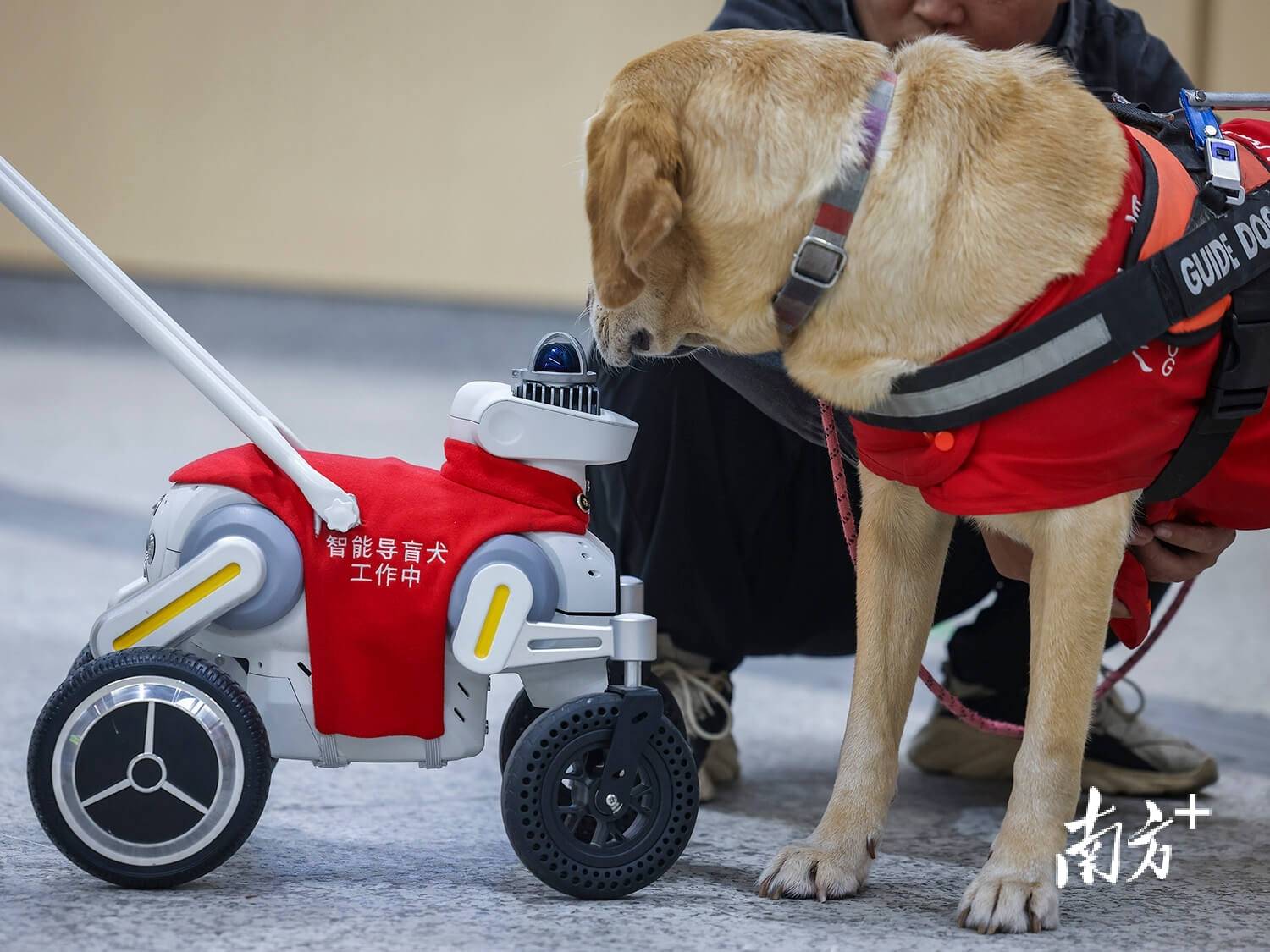 ｜南方日报、南方+2025年度照片不朽情缘试玩网站光影为纪心映万象(图33)