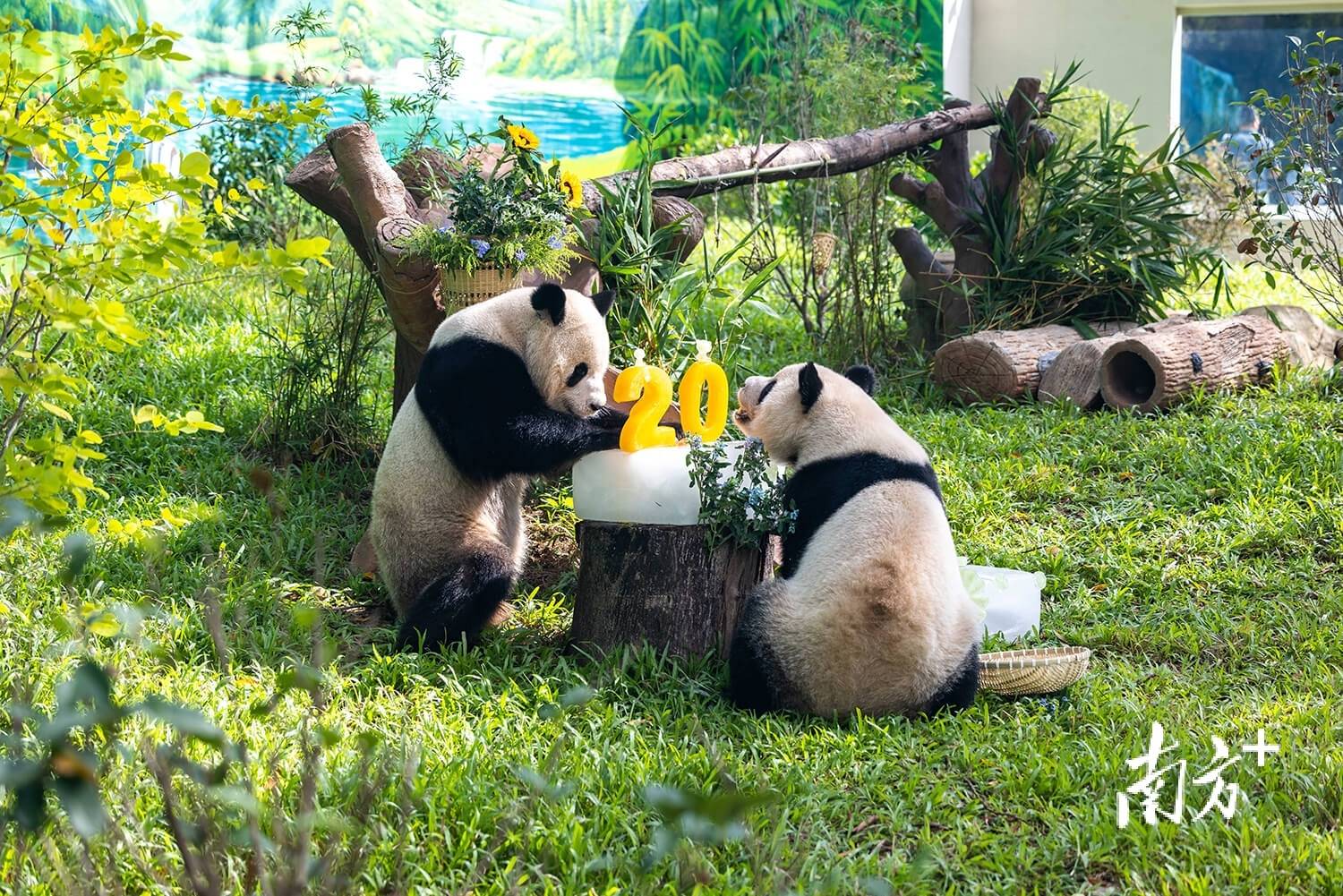 ｜南方日报、南方+2025年度照片不朽情缘试玩网站光影为纪心映万象(图26)